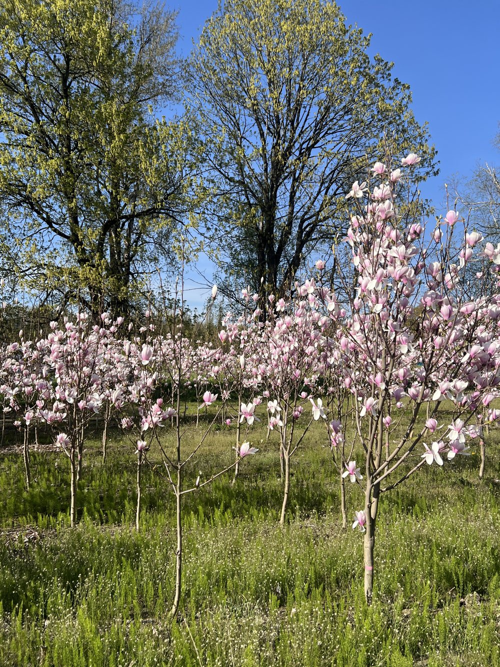 Magnolias in bloom at the Wedel farm