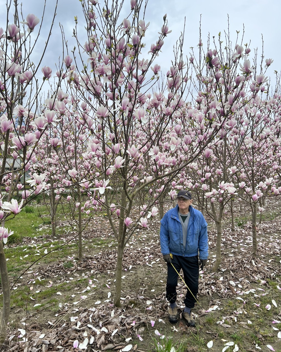 Athene Magnolia in full bloom