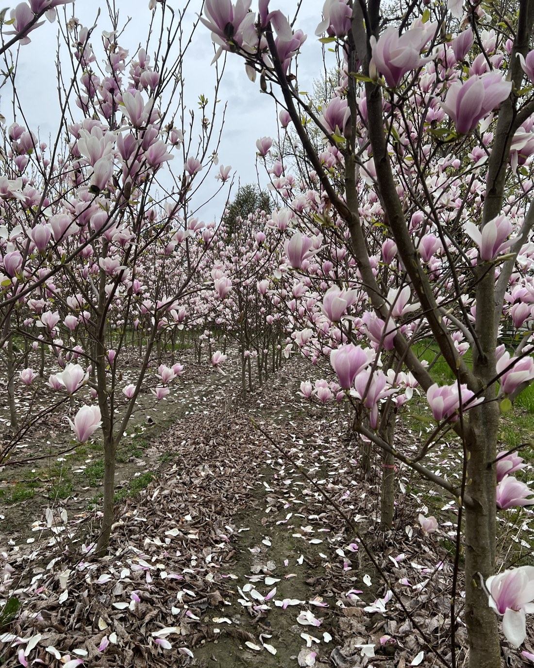 Rows of blooming Athene Magnolias