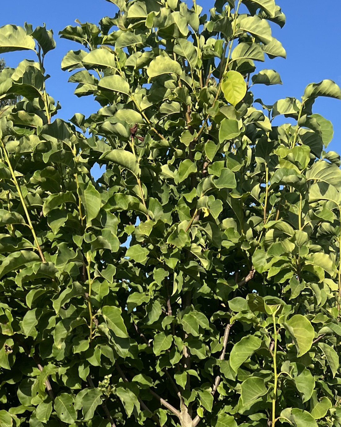 Galaxy Magnolia summer foliage