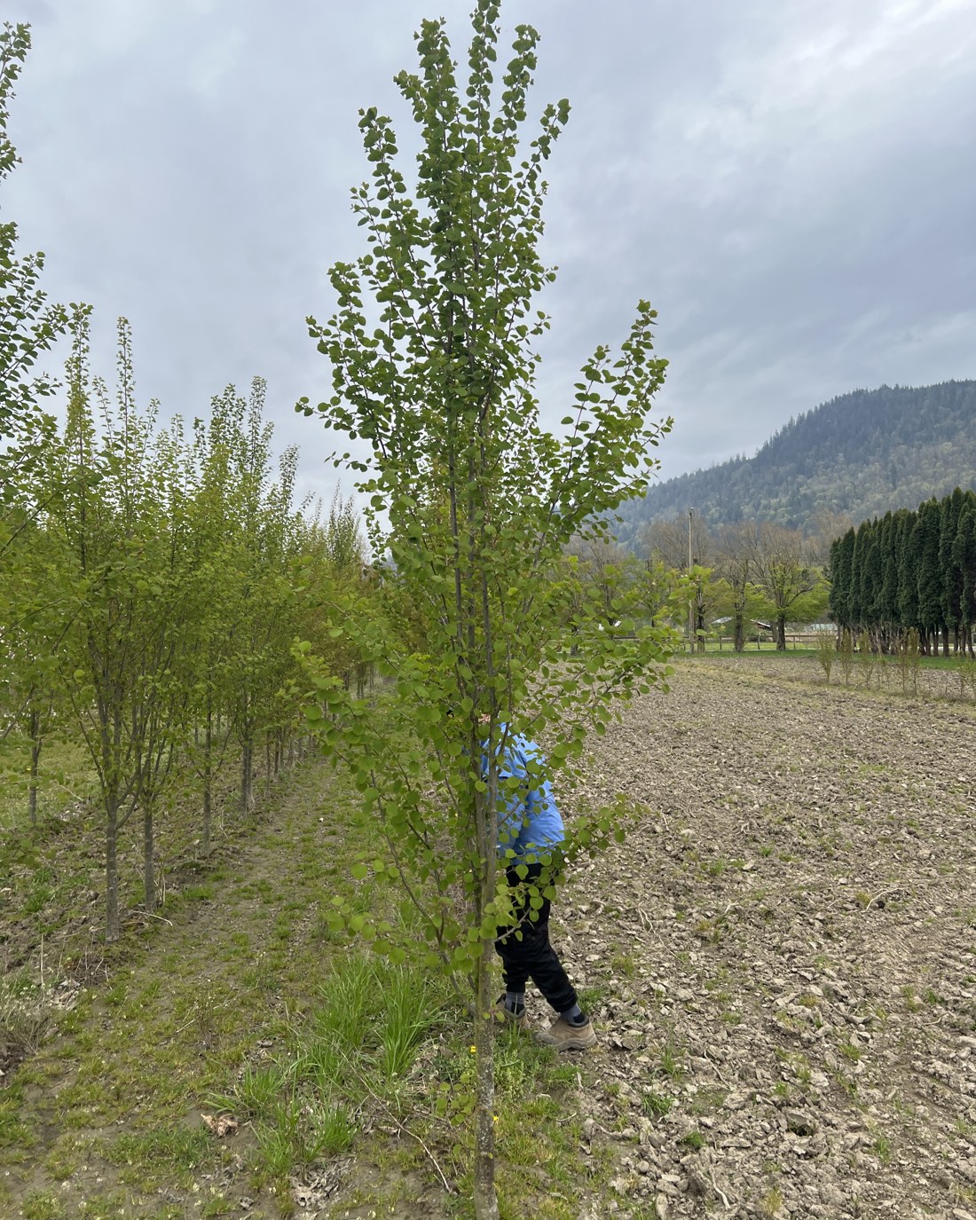 Katsura tree in the field