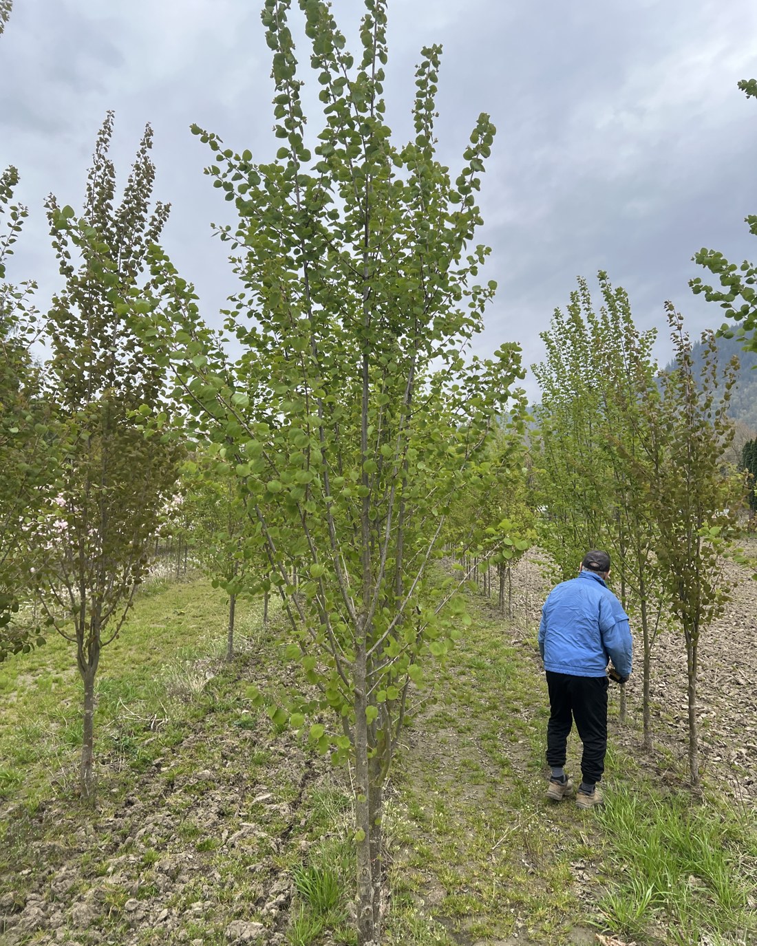 Katsura trees in a row