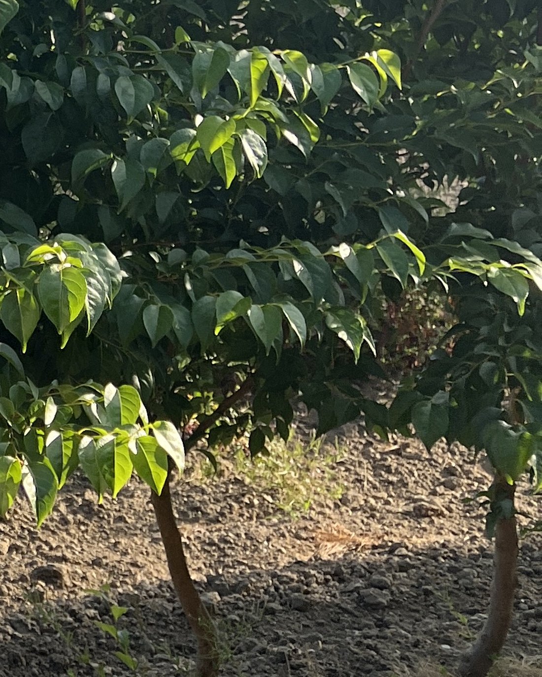 Japanese Snowbell foliage and trunks